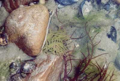 Snakelocks anemone (Anemonia sulcata)