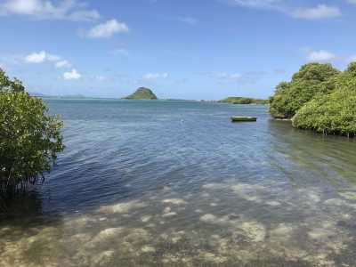 Coastal mangroves