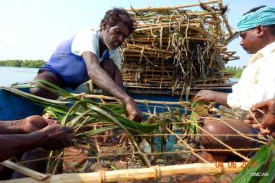 Preparing the seagrass plantation