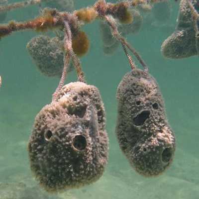 Tanzania: Sponge farms in Pangani feasible?