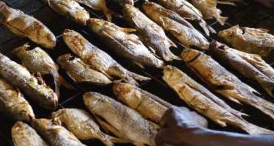 Fisch Fisch