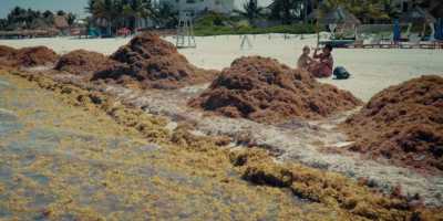 Sargassum