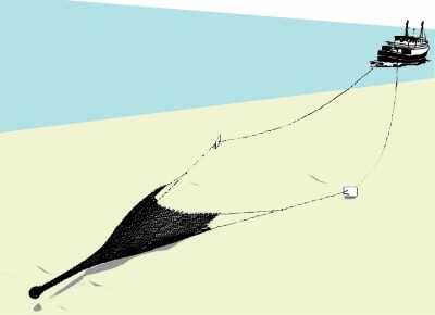 Demersal trawling