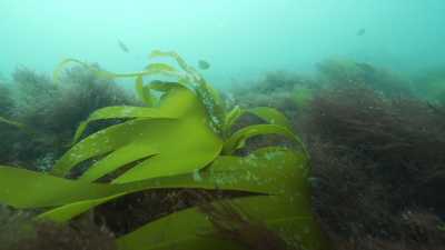 Algae Algae