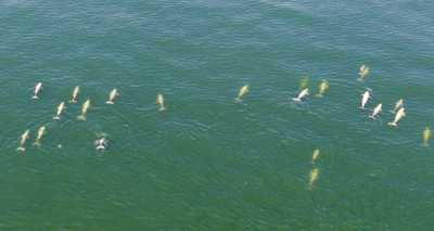 Irrawaddy dolphins line
