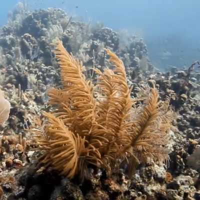 Maldives: Coral farm on the island of Vilingili