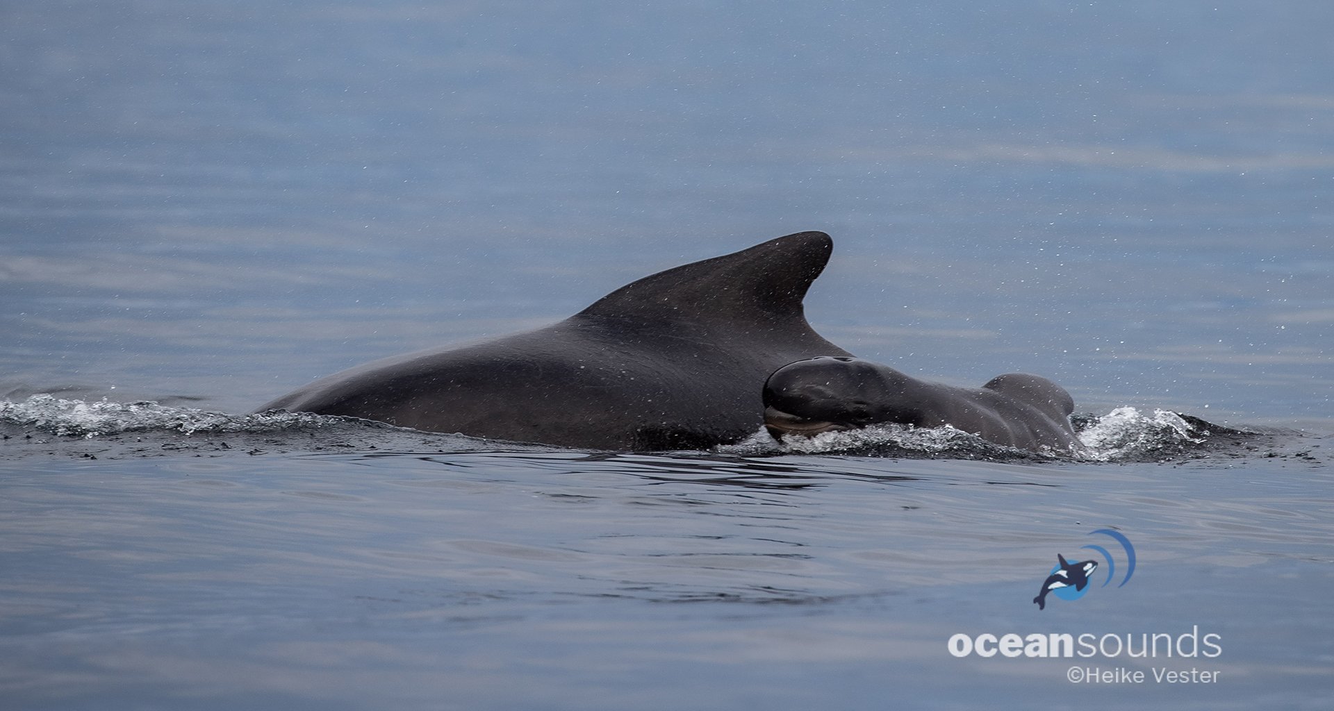 Pilot whale newborn calf Pilot whale newborn calf