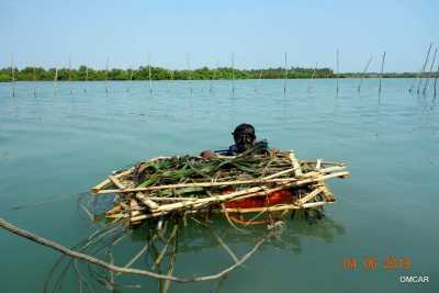 The largest seagrass species grow up to 4 feet