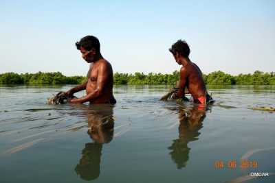 This seagrass species grow in shallow waters