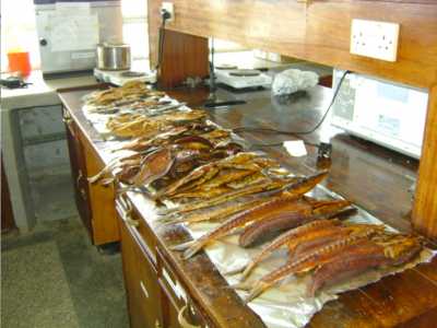 Räucherfisch und solargetrocknete Fisch-Produkte, wurden im Labor kontrolliert bevor sie auf die Messe gelangten. Räucherfisch und solargetrocknete Fisch-Produkte, wurden im Labor kontrolliert bevor sie auf die Messe gelangten.