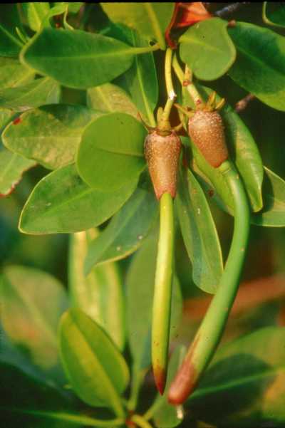 Fruits of the mangrove