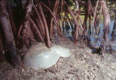 Miles de cangrejos de herradura atlánticos (Limulus polyphemus) Miles de cangrejos de herradura atlánticos (Limulus polyphemus)