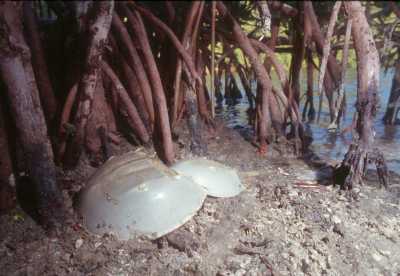 Atlantischen Schwertschwänze (Limulus polyphemus) 