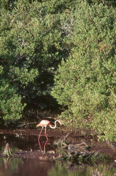 Flamencos rosas (Phoeni-copterus ruber ruber) 