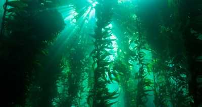 Kelp - NOAA's National Ocean Service Kelp - NOAA's National Ocean Service