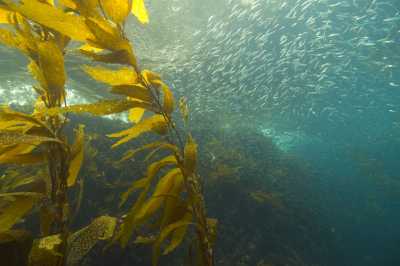 Photo: Robert Schwemmer, NOAA National Marine Sanctuaries