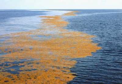 Photo: University of Southern Mississippi Gulf Coast Research Laboratory. Photo: University of Southern Mississippi Gulf Coast Research Laboratory.
