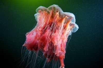 Jellyfish 