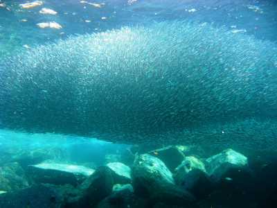 Enjambre de los pescados