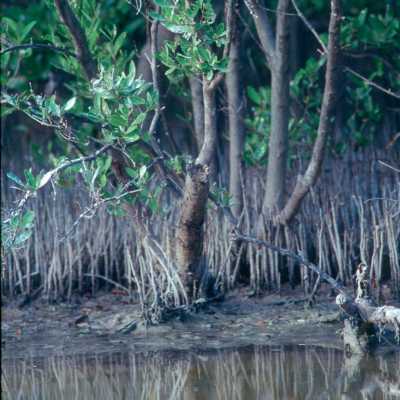 Mangroves