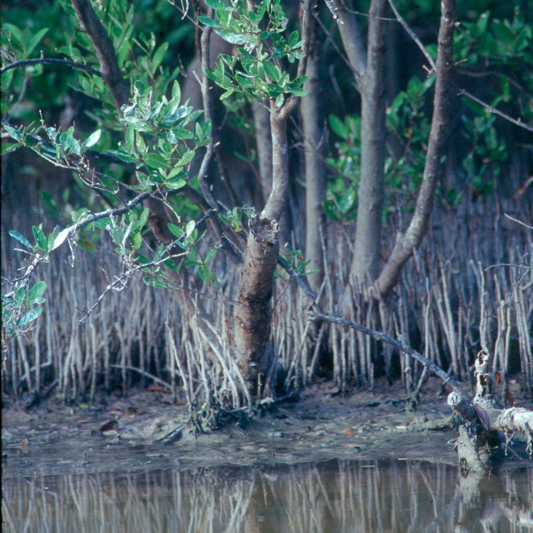 Mangroves Mangroves