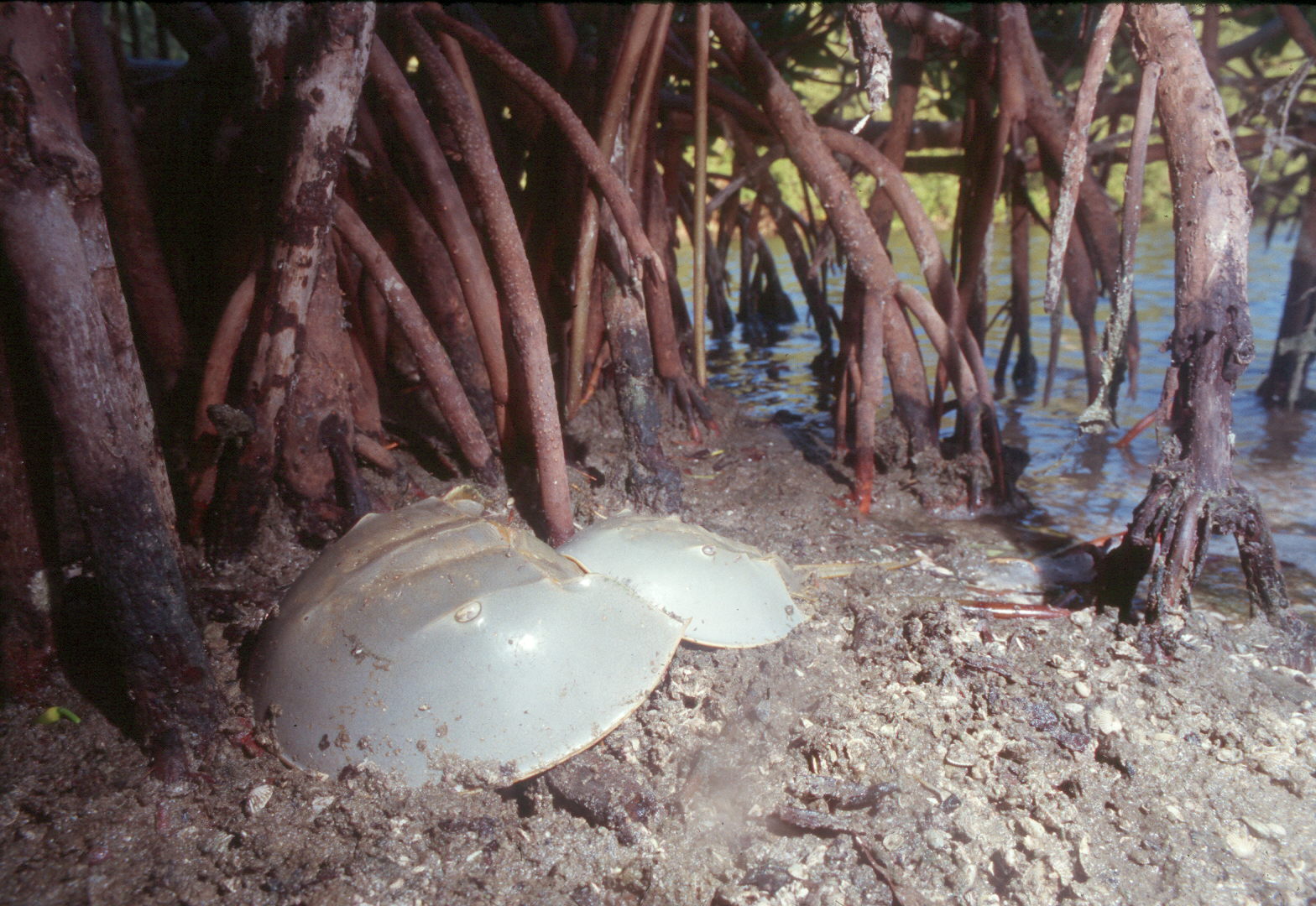 Atlantic horseshoe crabs (Limulus polyphemus)