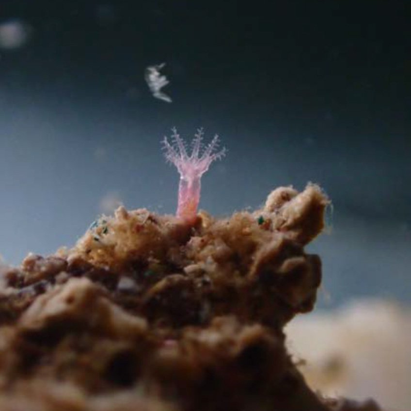 Portugal: Plant a coral